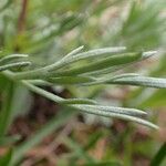 Artemisia umbelliformis Habitus