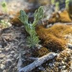 Bombycilaena erecta 葉