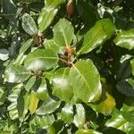 Elaeagnus × submacrophylla Hoja