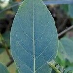 Myriopus rubicundus Leaf