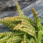 Asplenium viride Yaprak
