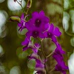 Dendrobium bigibbum Flower