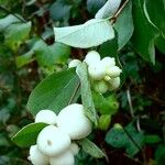 Symphoricarpos albus Hàbitat