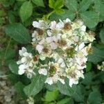 Rubus canescens 花