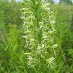 Platanthera lacera Flower