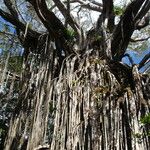 Ficus virens Staniste