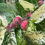 Ficus aspera Fruit