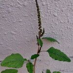 Amaranthus viridis Blatt