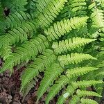 Dryopteris erythrosora 葉