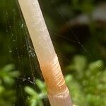 Epipogium aphyllum Ekosanga