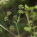 Osmorhiza occidentalis Flor