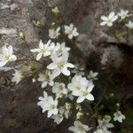 Arenaria provincialis 花