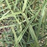 Vigna vexillata Leaf