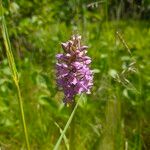 Dactylorhiza majalis Fula