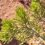 Pinus edulis Hoja