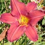 Hemerocallis minor Flors