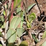 Talinum portulacifolium Folha