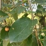 Cordia dichotoma Leaf