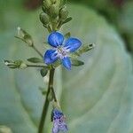 Veronica beccabunga Flower