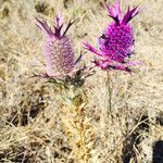 Eryngium leavenworthii 花