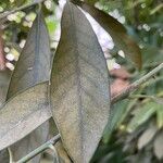 Lithocarpus edulis Levél
