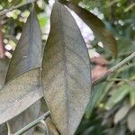 Lithocarpus edulis Leaf