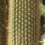 Cleistocactus hyalacanthus Kora