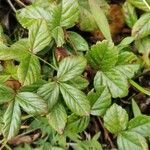 Rubus hispidus Yaprak