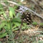 Carthamus mitissimus Blüte