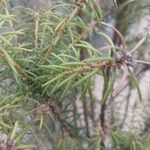 Banksia ericifolia Blad