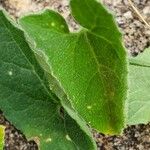 Kedrostis foetidissima Leaf