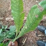 Careya arborea Blatt