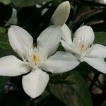 Holarrhena pubescens Flor