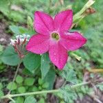 Nicotiana alataKvet