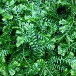 Selaginella stenophylla Лист