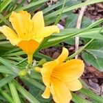 Hemerocallis minor Цвят