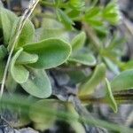 Gentiana orbicularis Anders