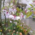 Prunus incisa Květ