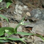 Ruscus hypoglossum Flor