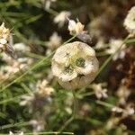 Lomelosia stellataFlower