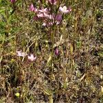 Centaurium tenuiflorum Elinympäristö