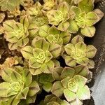 Aeonium leucoblepharum Hoja