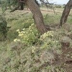 Kalanchoe densiflora Staniste