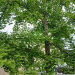Ginkgo biloba Habit