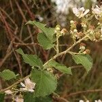 Rubus devitatus Çiçek