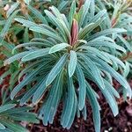 Euphorbia characias Leht