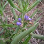 Hygrophila auriculata Habit