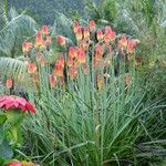 Kniphofia linearifolia Habit