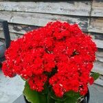 Kalanchoe blossfeldianaAlkat (teljes növény)