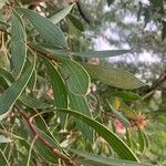 Hakea laurina Φύλλο